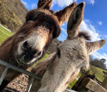 Merthyr Tydfil Casa | Cwm Farm Cwtch