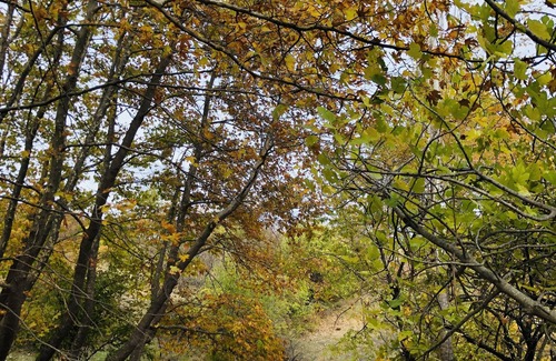 Ayvacik Chalet De Esquí | - Dağ Evi -