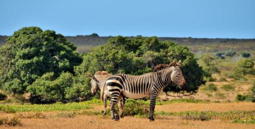 Overberg Chalet De Esquí | De Hoop Collection Suites