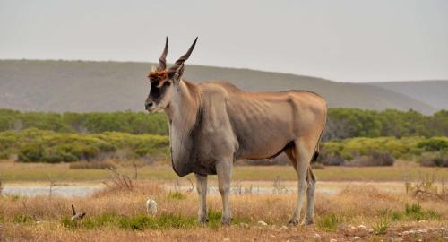 Overberg Chalet De Esquí | De Hoop Collection Suites