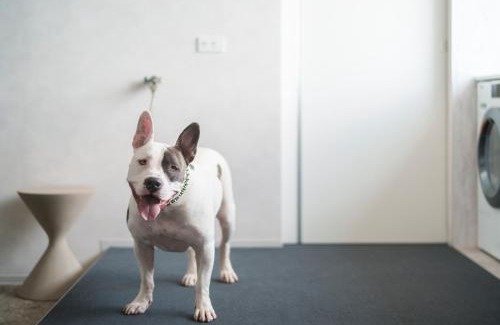 Tsubaki Onsen Apartamento | Dog Hotel Shirahama ドッグホテル シラハマ