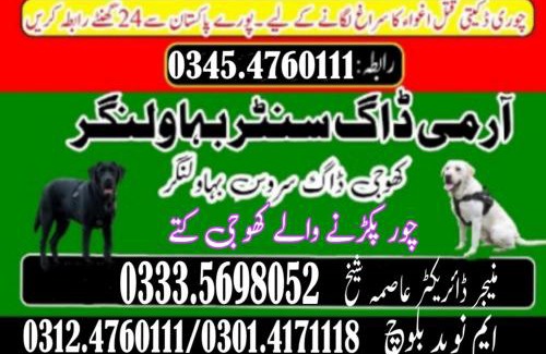 Jhang Sadar Apartamento | Dog walker