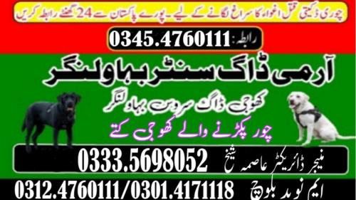 Jhang Sadar Apartamento | Dog walker