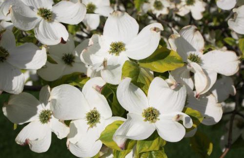Okanagan-Similkameen Cama Y Desayuno | Dogwood Bed & Breakfast