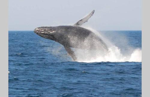 Scottburgh Apartamento | Dolphin View Self Catering