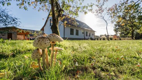 Skwierzyna Casa | Dom Przy Puszczy Noteckiej