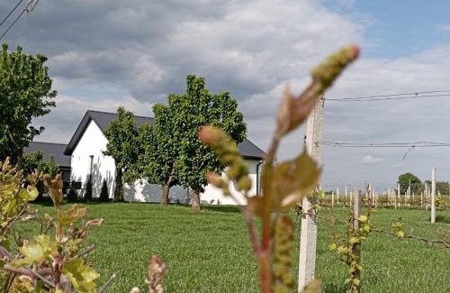 gmina Cmielow Casa | Domki w Winnicy - Świętokrzyska Winnica Knapów