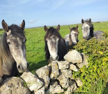 Doolin Casa | Doolin Lanelodge -Room Only-