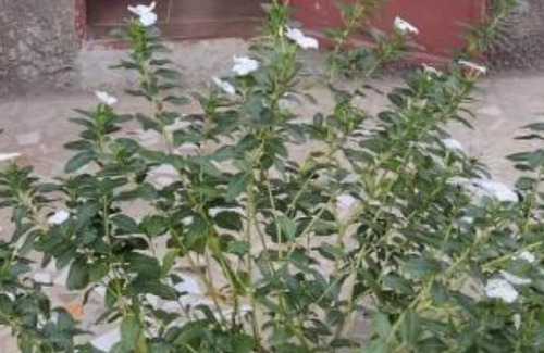 Sanyang Apartamento | Double Room with Terrace