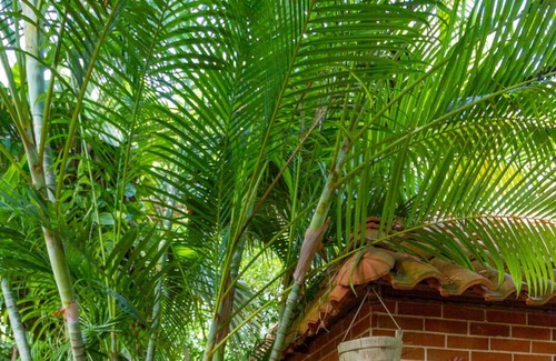 Merida Cabaña | Casa de campo LIBÉLULAS con piscina y jardín tropical ideal familias o parejas