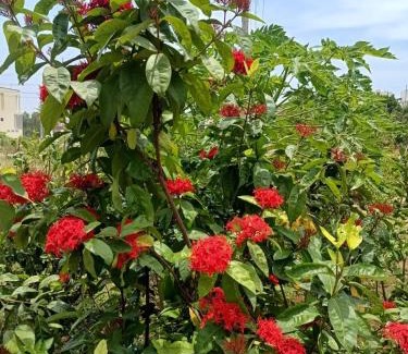 Mysore Casa | Dwaraka Nature Home Stay