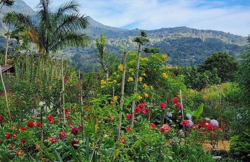 Los Naranjos Cama Y Desayuno | Eco resort: Panama's largest butterfly exhibit, native bee and honey farm