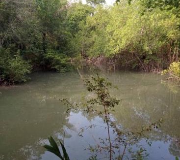Curuca Casa | Eco sítio encontro das aguas