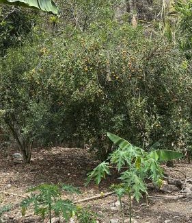 Sierra Otro | El Abuelo