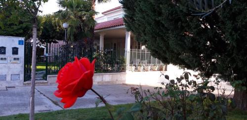 Tordesillas Casa | El olivo