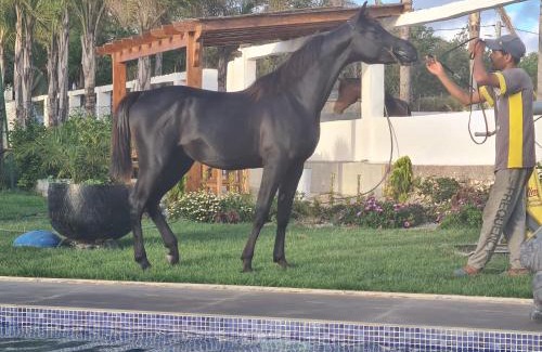 Oulad Rahmoune Casa | Elaaz Horse Farm