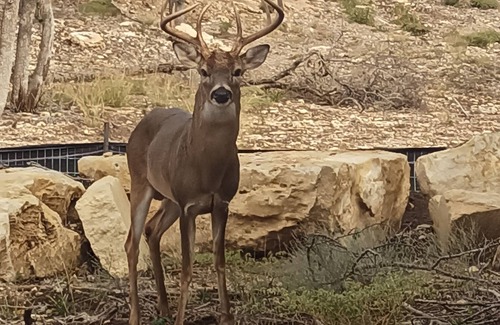 Canyon Lake Cabina | Escape to a peaceful retreat in the Texas Hill Country Just south of Canyon Lake