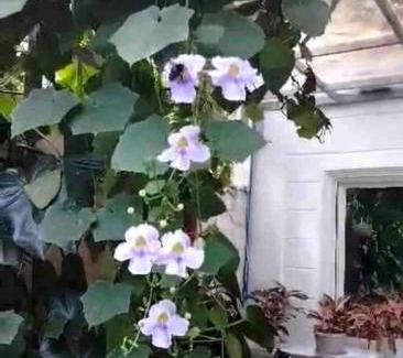 San Antonio Casa | Estelas Garden & Tiny House