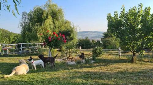 Mladenovac Chalet De Esquí | Etno kompleks Orahovac - Vila Paun