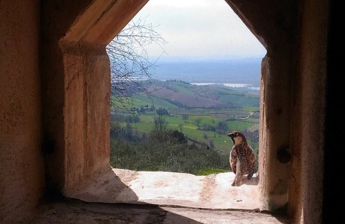 Guardea Villa | Histórico Olive Estate Manor con panorama infinito y cuevas etruscas, a 1 hora de R