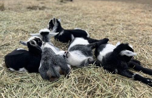 San Marcos Casa | Farm Retreat with Jacuzzi, Fire Pit, Mini Goats, Mini Ponies and Mini Cows