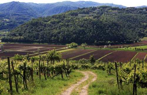 Arcugnano Casa | Fattoria Le Vegre