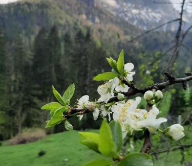 Gams bei Hieflau Casa | Ferienhaus Akogelblick