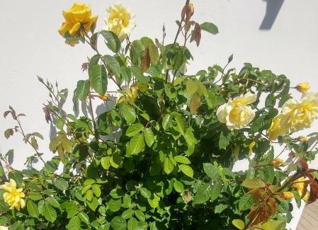 Worpswede Apartamento | Ferienwohnung Gartenblick