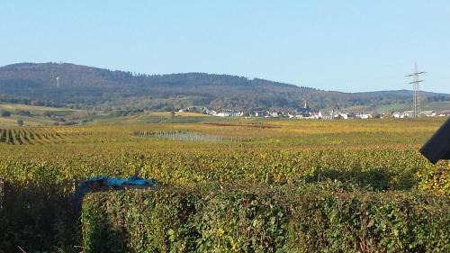 Oestrich-Winkel Apartamento | Ferienwohnung Weingut Leis