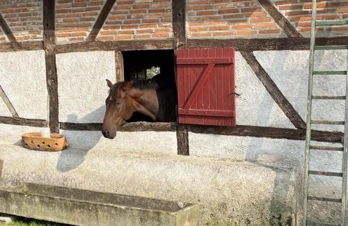 Mercy Casa | Ferme charmante avec animaux, piscine chauffée et tout confort en Sologne Bourbonnaise - FR-1-489-368