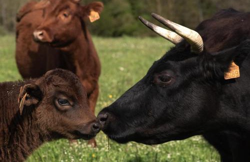 Saint-Pons-de-Thomieres Otro | Ferme Les Thérondels