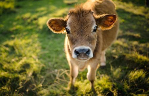 Rheenendal Casa | Fernhill Guest Farm