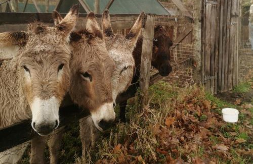 Rheenendal Casa | Fernhill Guest Farm