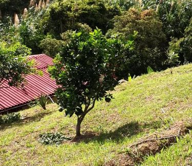 Guaduas Otro | Finca el Okaso