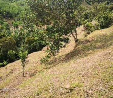 Guaduas Otro | Finca el Okaso