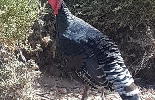 Tefia Casa | Finca Pichementira