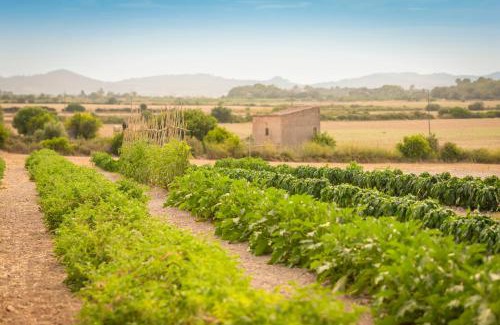 Porreres Casa | Finca Son Roig by Valentin