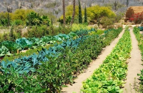 San Jose del Cabo Cabaña | Flora Farms Culinary Cottage - One of a Kind! 2.5 br, 2 bathroom, sleeps 6