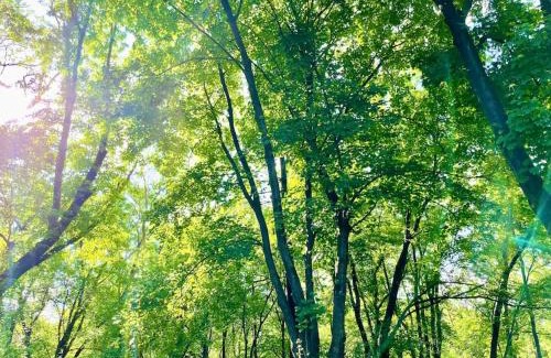 Montague Casa | Forest and River Side Tranquil House