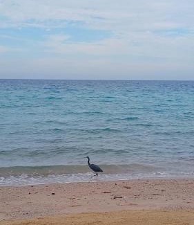 Al Ahyaa Apartamento | Fox house resort Apartment hotel