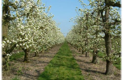 Kedichem Casa | Fruitbedrijf Stek