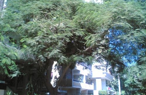 Agouza Apartamento | Furnished Flat in Cairo zero one zero one zero six seven nine two four four