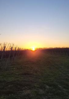 Udenheim Casa | Gästehaus Rebstock im Weingut Schrauth-Becker
