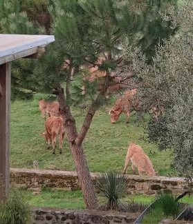 Saint-Brice-sur-Vienne Casa | Gîte à la campagne