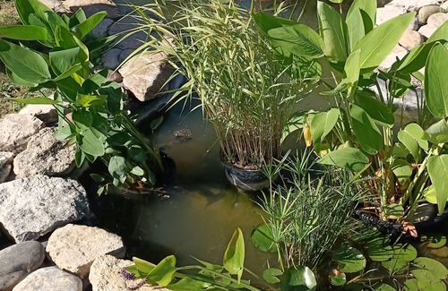 L'Isle-sur-la-Sorgue Cabaña | GÎTE DU BOIS DORÉ