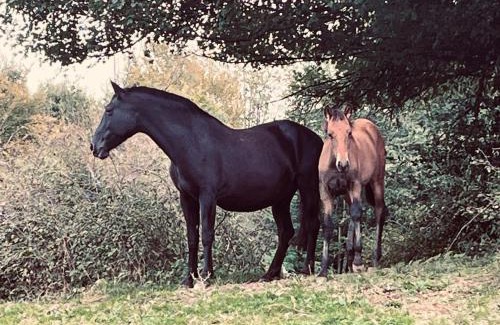 Savas-Mepin Casa | Gîte du Haras du Suet