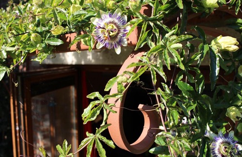 Pietrain Casa | Gîte l'Ecurie