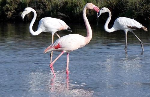 Mireval Apartamento | Gîte Lo Becarut L'Escapade Des Flamants Roses