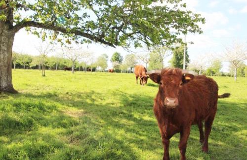 Champosoult Casa | Gîte rénové à la ferme, 4 chambres, jardin clos, WiFi, parking, animaux, activités nature à proximité - FR-1-497-27