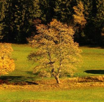 Schoenwald Casa | Gasthof Schwarzwaldtanne